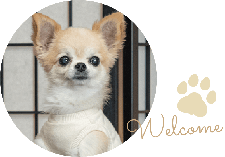 小〜大型犬 2,000円(税抜)