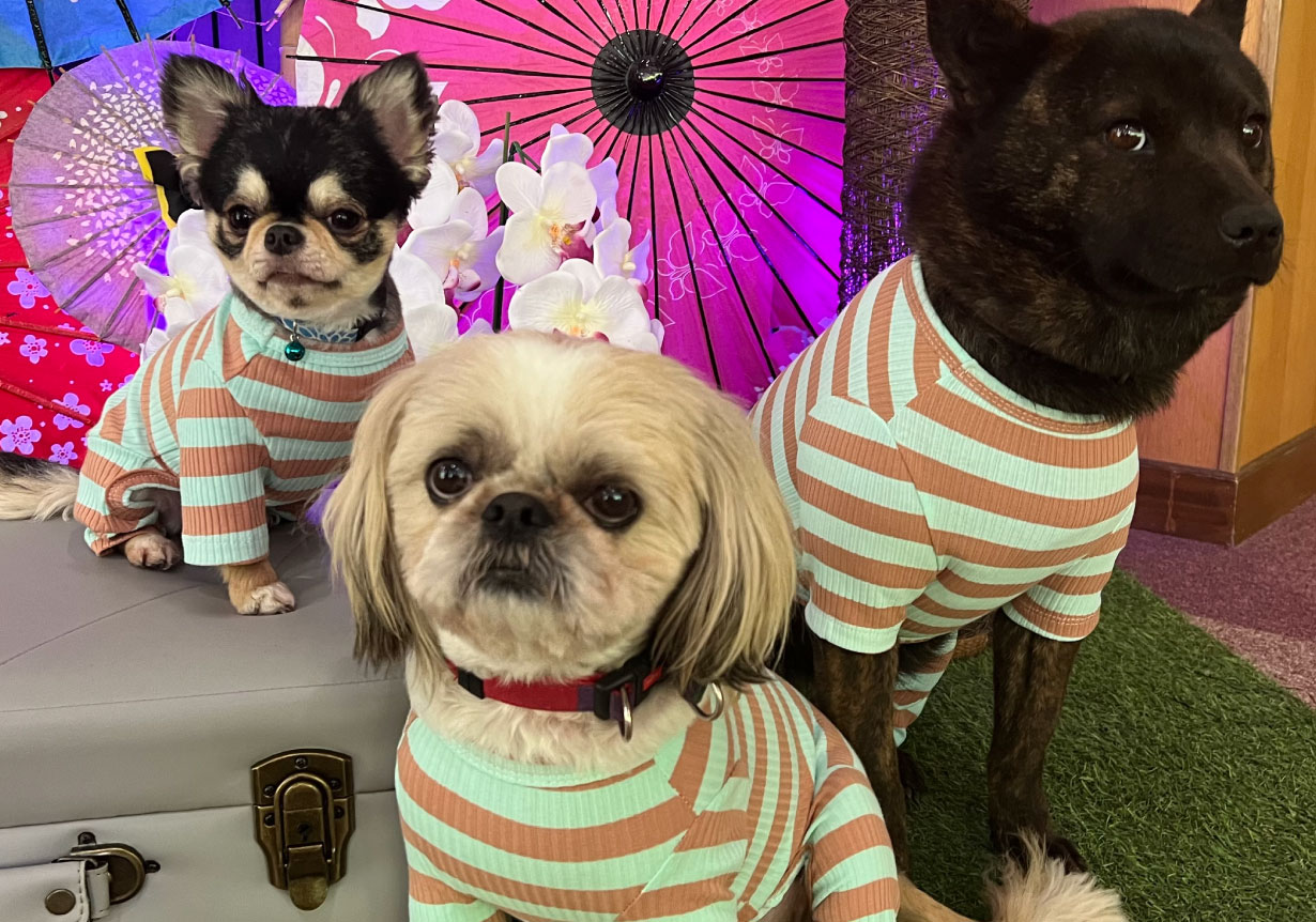 大切な愛犬と過ごす、特別なひととき