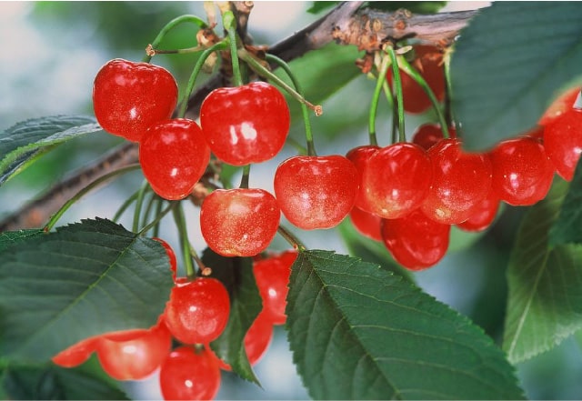 さくらんぼ狩り