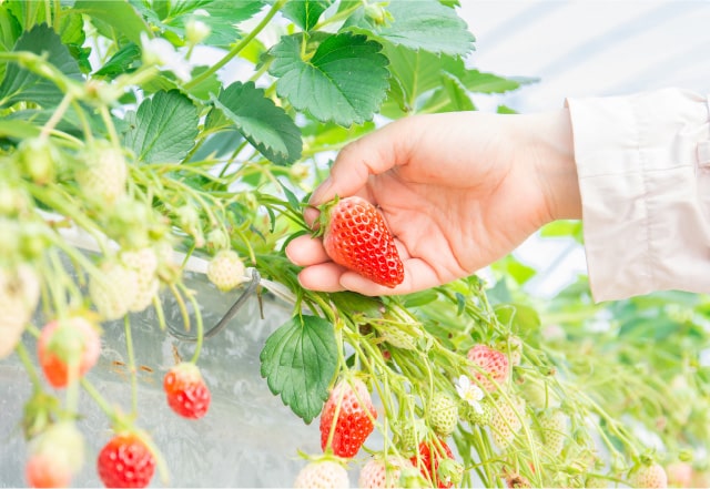 いちご狩り