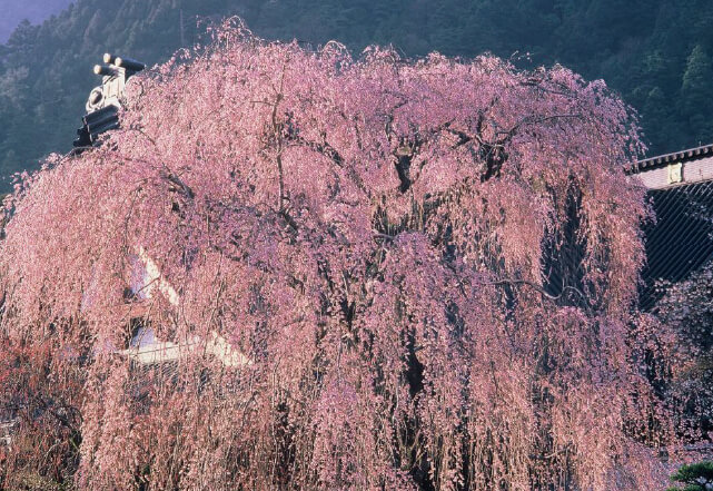 身延山のしだれ桜