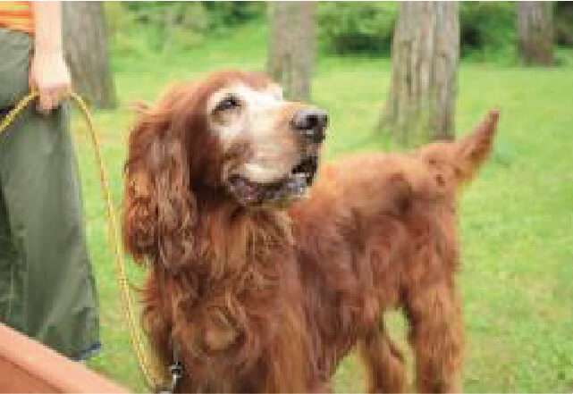 ドギーパーク(富士すばるランド)