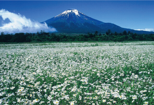 山中湖 花の都公園