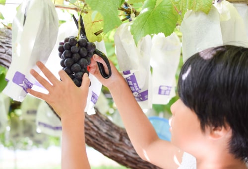 ぶどう狩り
