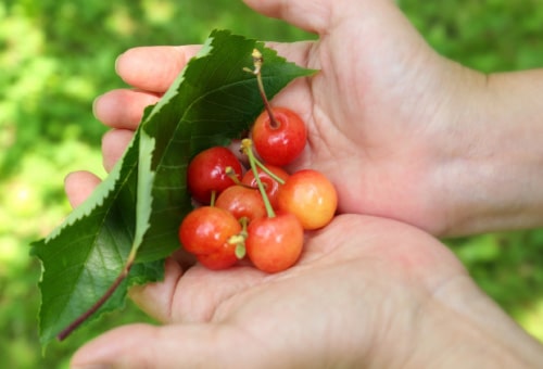 さくらんぼ狩り